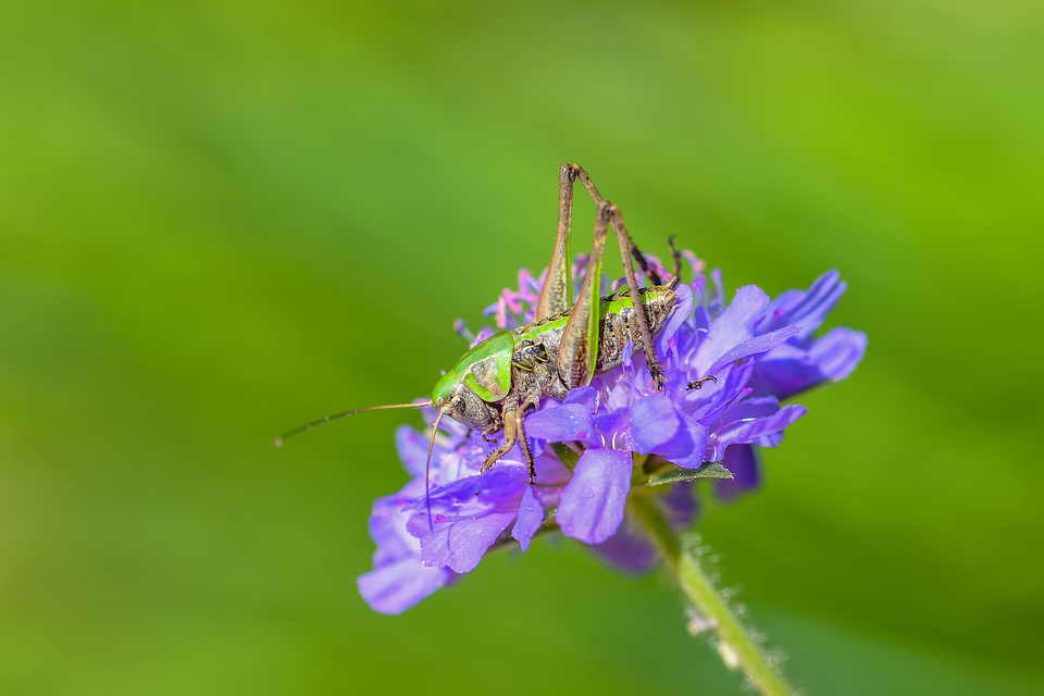 Decticus verrucivorus - szemölcsevő szöcske