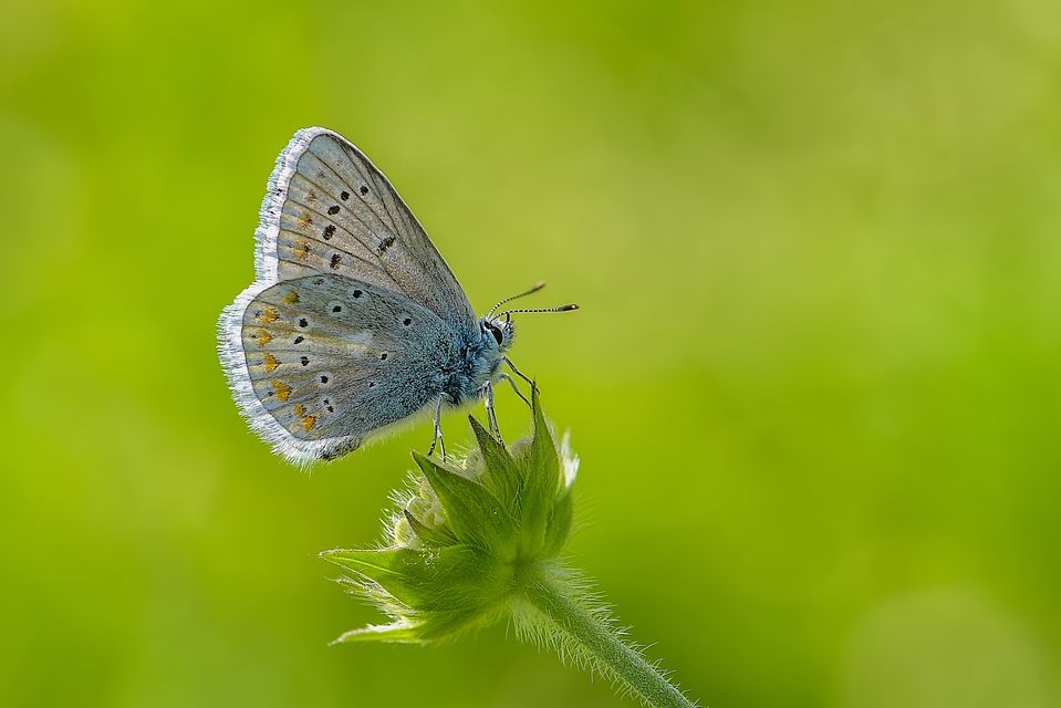 Polyommatus dorylas - fénylő boglárka