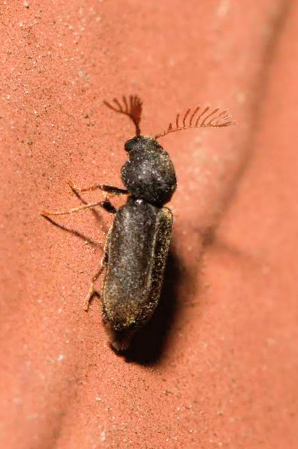 Ptilinus fuscus - bordás álszú