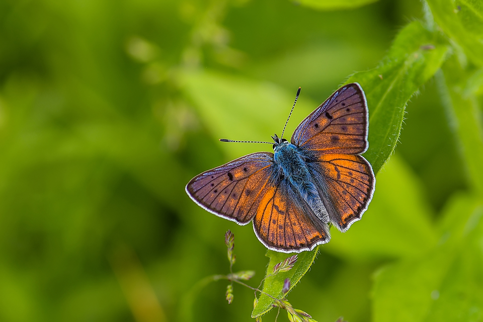 Lycaena alciphron - ibolyás tűzlepke