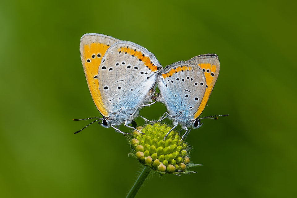 Lycaena dispar rutilus - nagy tűzlepke