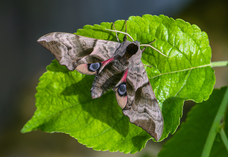 Smerinthus ocellatus - esti pávaszem