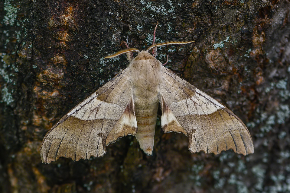 Marumba quercus - tölgyfaszender