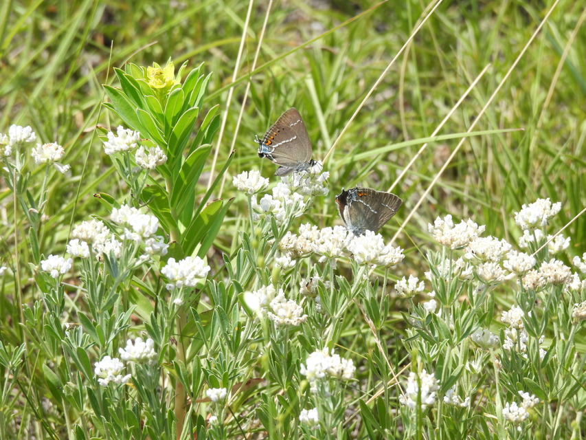 Satyrium spini - kökény-csücsköslepke