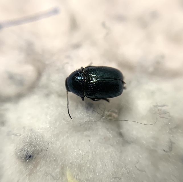 Cryptocephalus janthinus - zafír lizinka-zömökbogár
