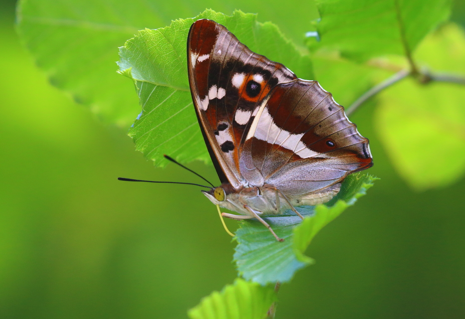 Apatura iris - nagy színjátszólepke