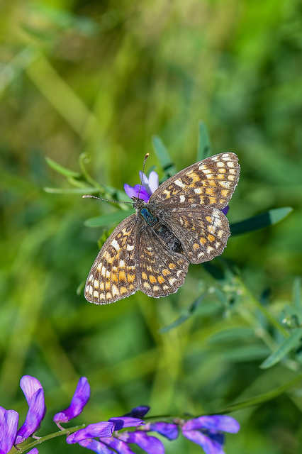 Melitaea phoebe - nagy tarkalepke