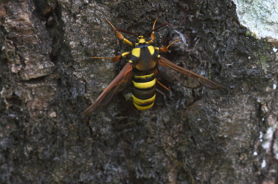 Sesia apiformis - darázslepke
