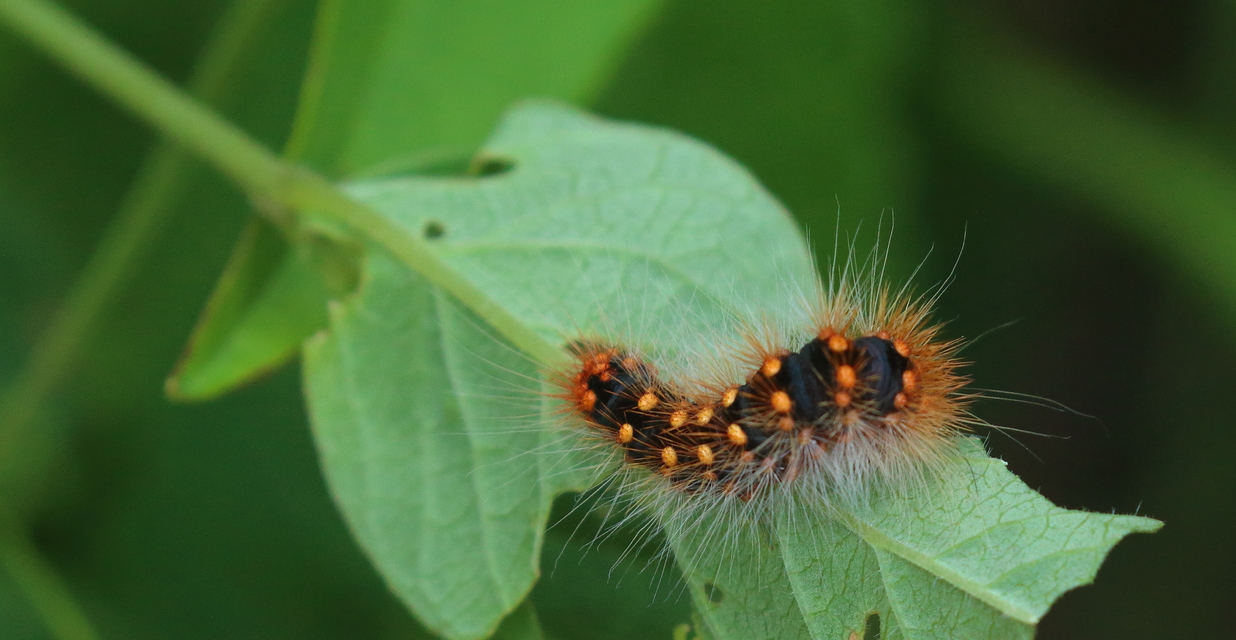 Acronicta auricoma - aranyos szigonyosbagoly