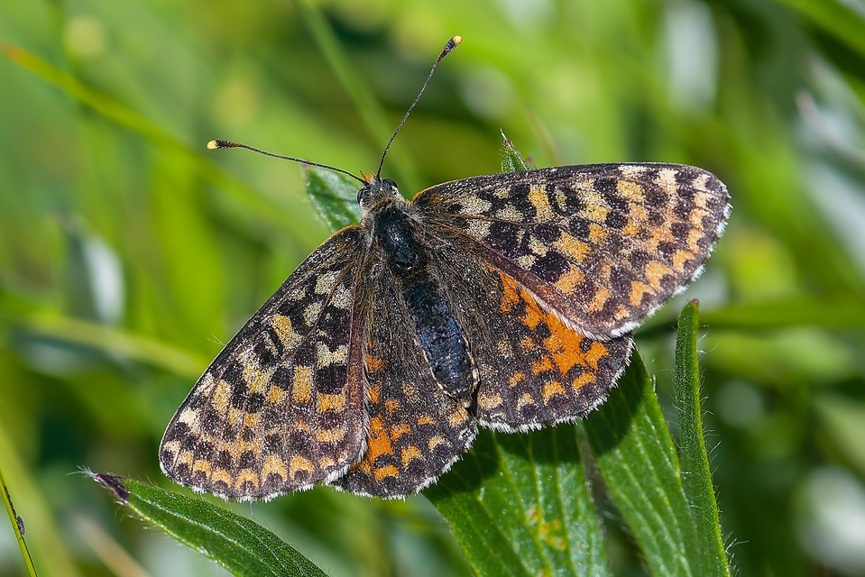 Melitaea didyma - tüzes tarkalepke