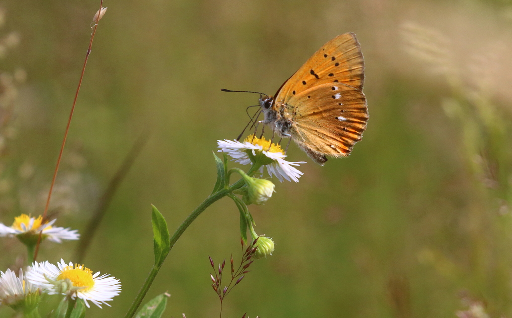 Lycaena virgaureae - arany-tűzlepke