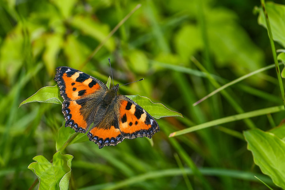 Nymphalis urticae - kis rókalepke