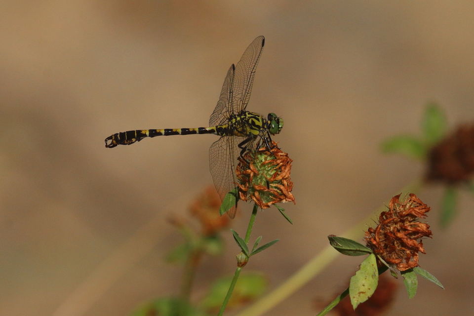 Onychogomphus forcipatus - gyűrűs folyami-szitakötő