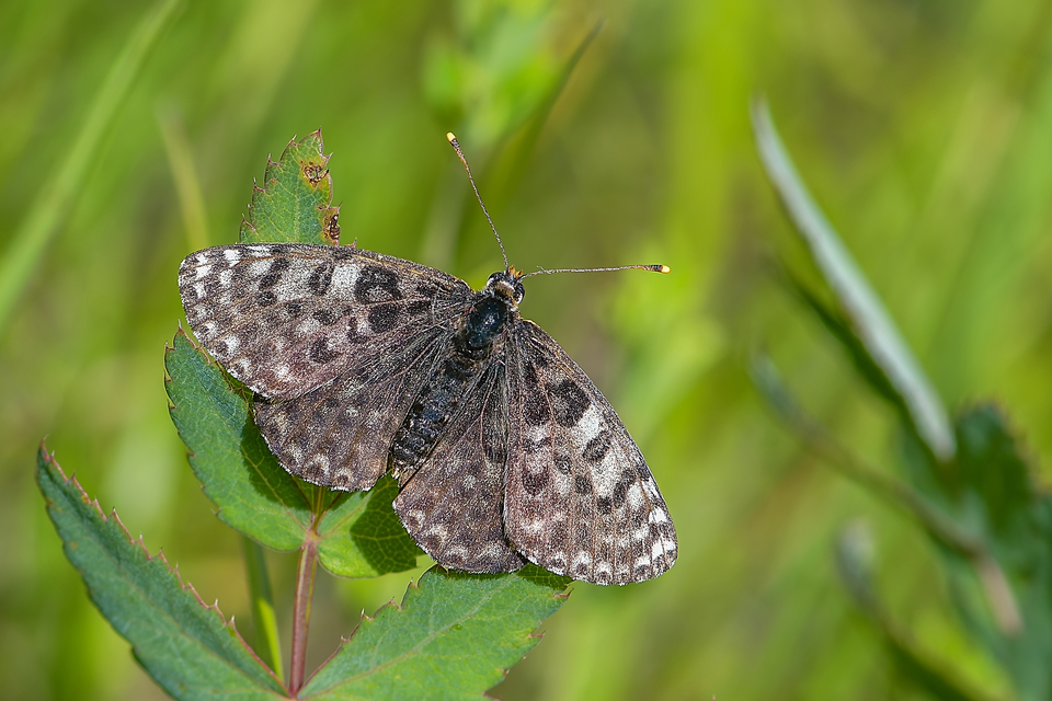 Melitaea didyma - tüzes tarkalepke