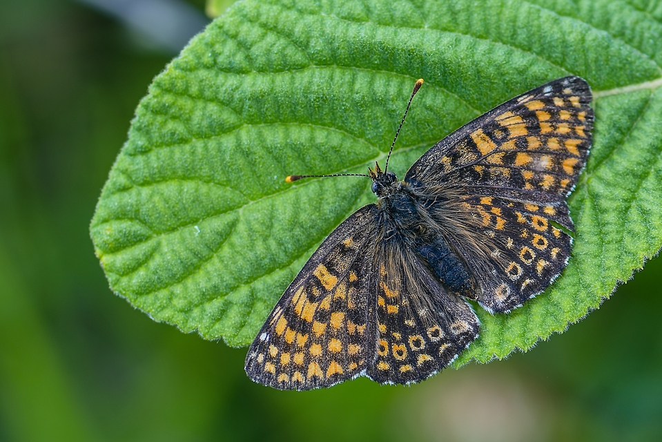 Melitaea cinxia - réti tarkalepke