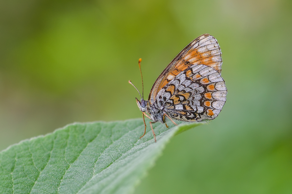 Melitaea phoebe - nagy tarkalepke