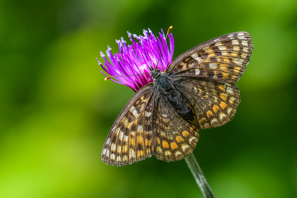 Melitaea phoebe - nagy tarkalepke