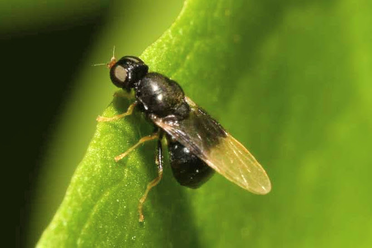 Pachygaster atra - fekete tüskéslégy