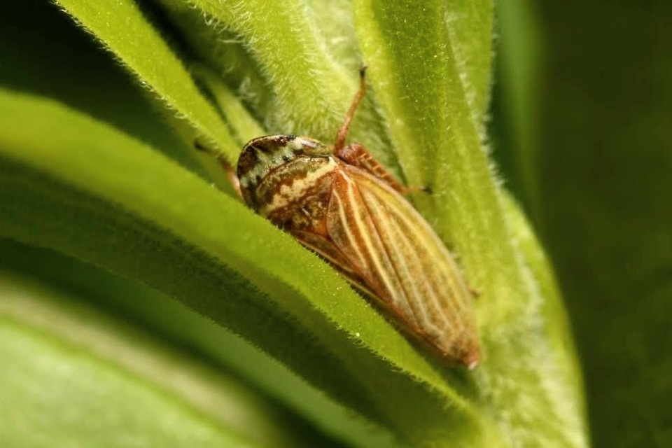 Aphrodes makarovi