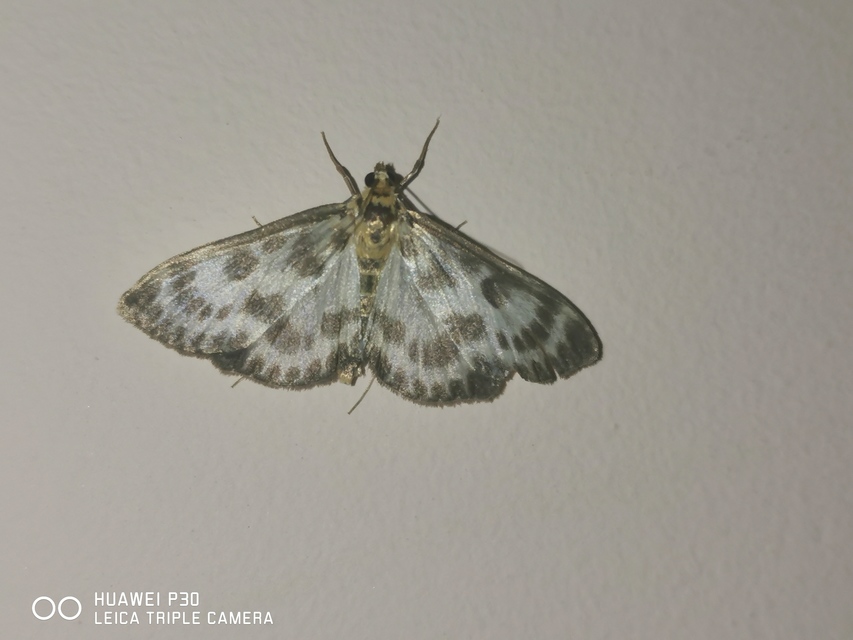 Anania hortulata - tarka csalánmoly