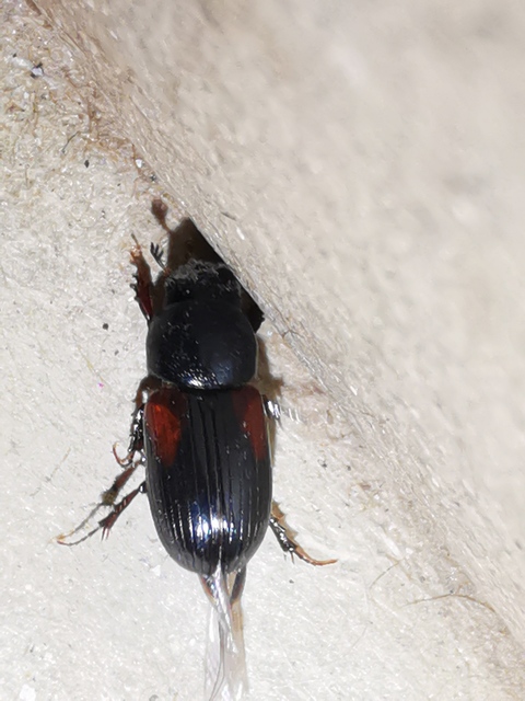 Aphodius varians - változékony trágyabogár