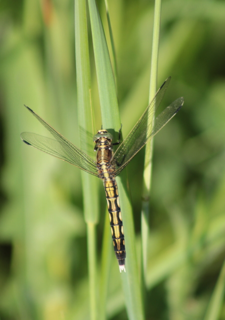 Orthetrum albistylum - fehérfarkú pásztorszitakötő