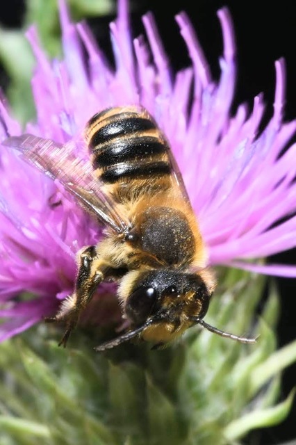 Megachile