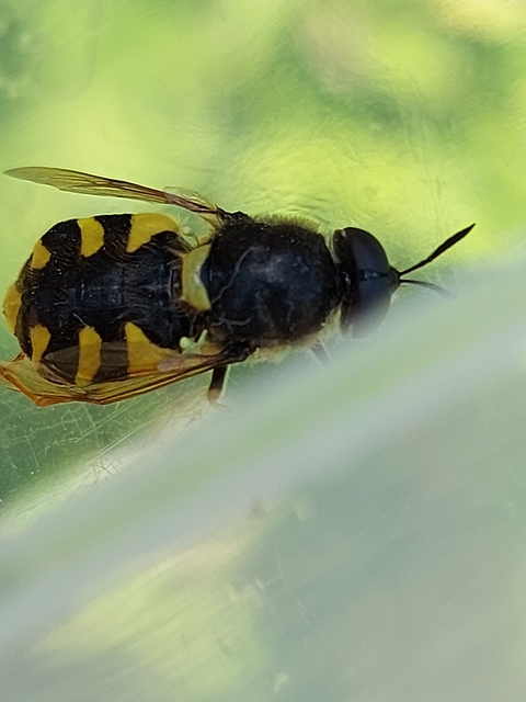 Stratiomys chamaeleon - közönséges katonalégy