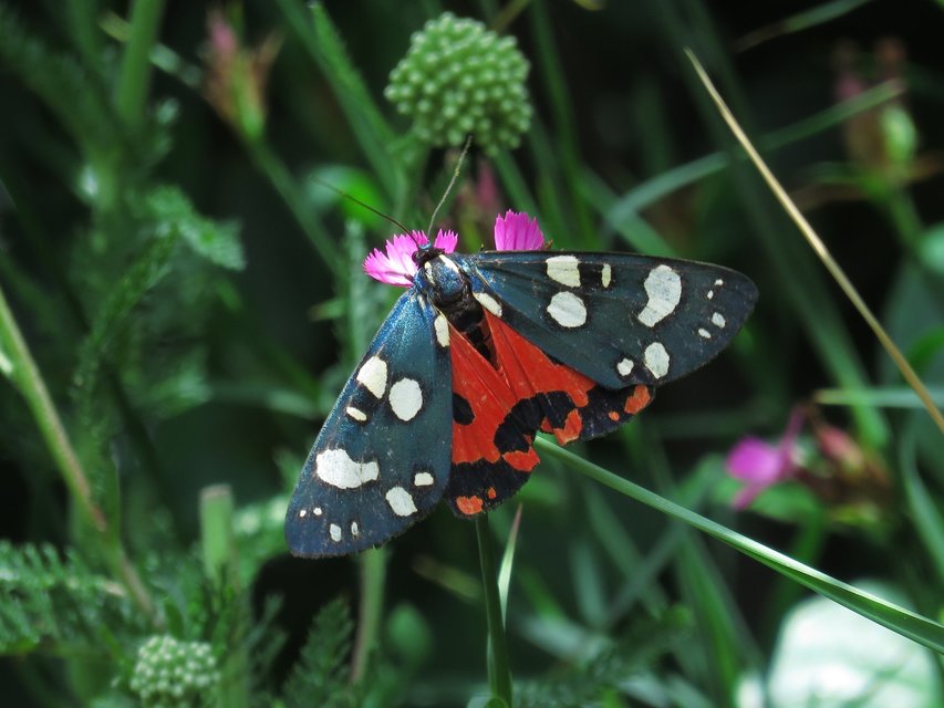 Callimorpha dominula - fémes medvelepke