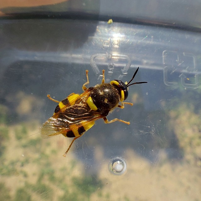 Stratiomys
