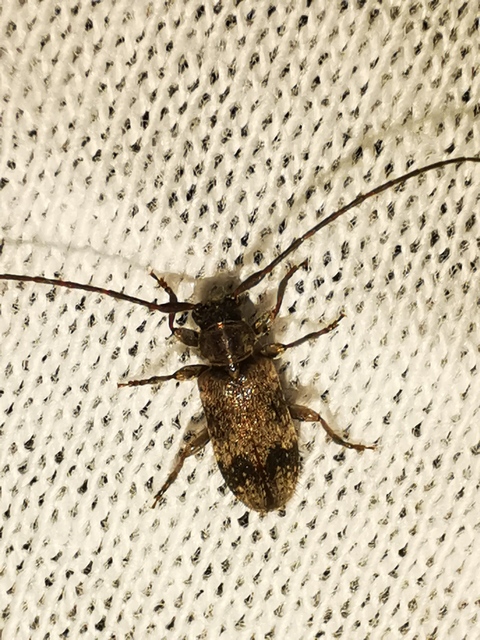 Exocentrus adspersus - tölgyfa-rőzsecincér