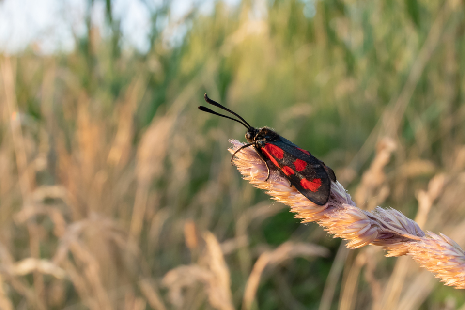 Zygaena loti - közönséges csüngőlepke