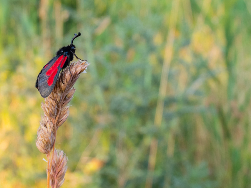 Zygaena brizae - magyar csüngőlepke