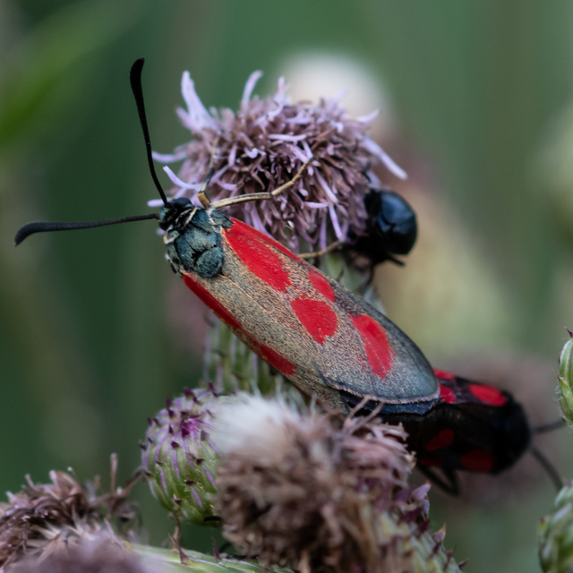 Zygaena loti - közönséges csüngőlepke