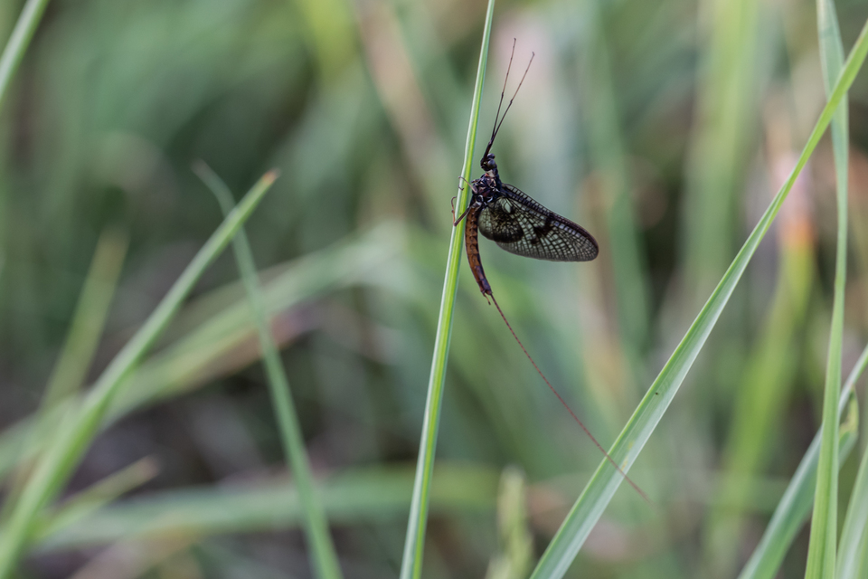 Ephemera vulgata - közönséges tarkakérész