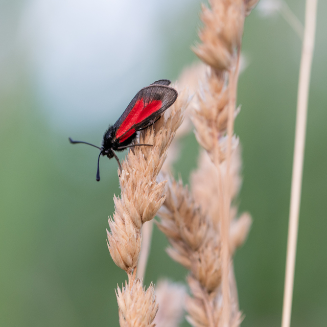 Zygaena brizae - magyar csüngőlepke