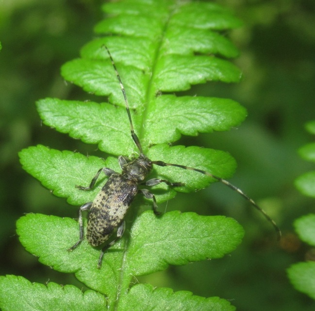 Leiopus nebulosus - öves gesztcincér