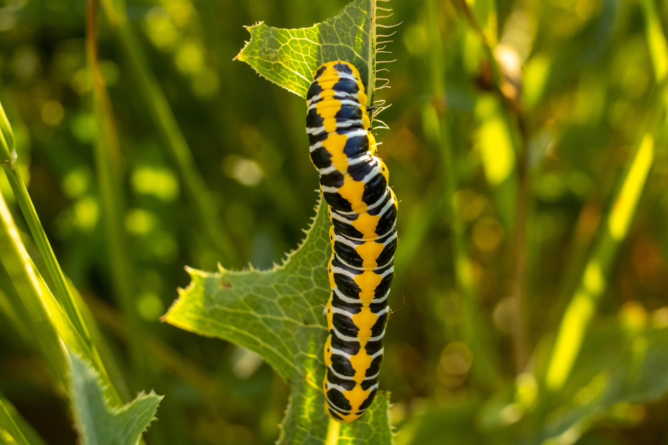 Cucullia lactucae - saláta-csuklyásbagoly