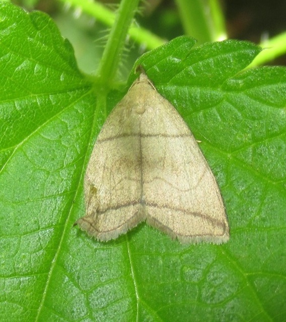 Herminia grisealis - ligeti karcsúbagoly