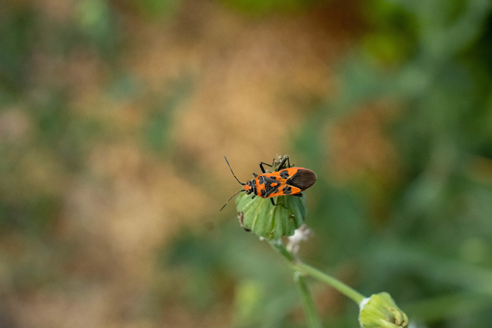 Corizus hyoscyami - piros karimáspoloska