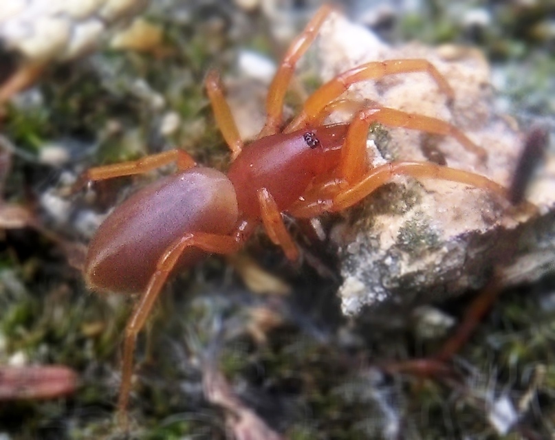Dysdera