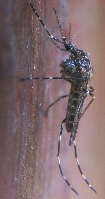 Culicidae - csípőszúnyogok