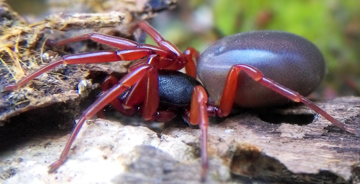 Dysdera
