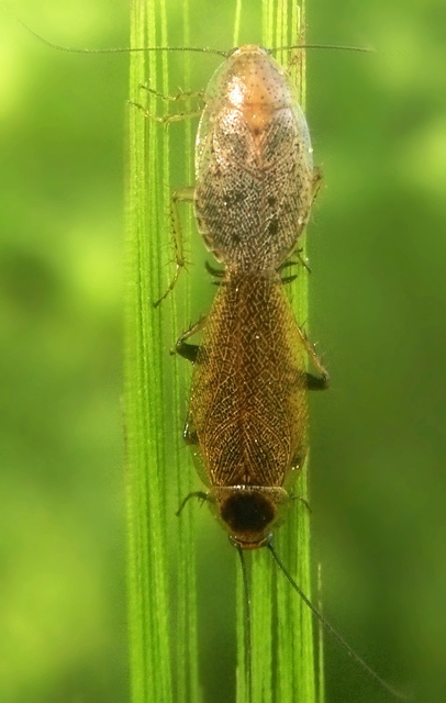 Ectobius erythronotus - sárgatorú erdeicsótány