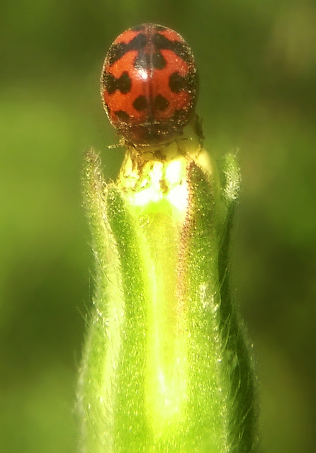 Subcoccinella vigintiquatuorpunctata - lucernaböde