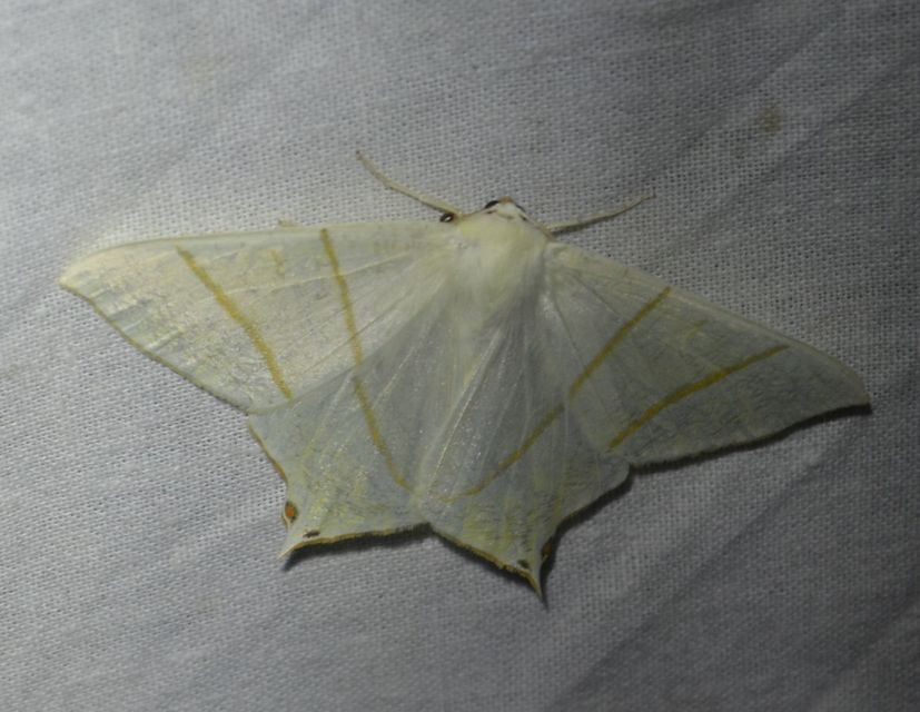 Ourapteryx sambucaria - fecskefarkú araszoló