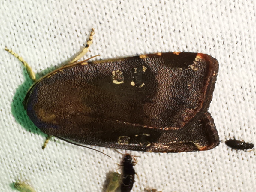 Noctua janthe/janthina