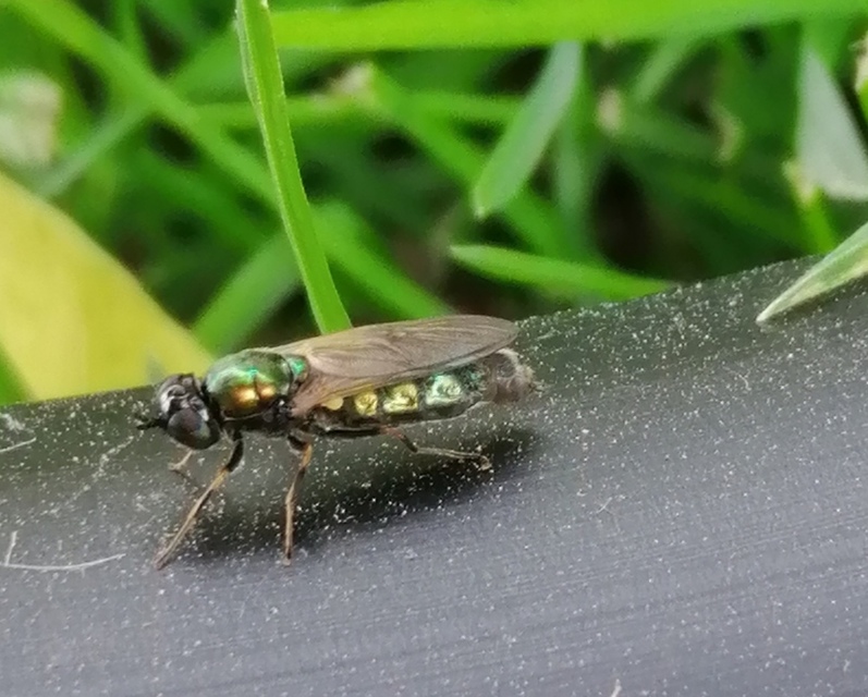 Chloromyia formosa - közönséges fémeslégy