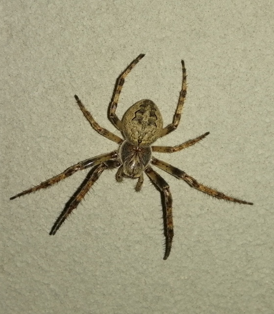 Larinioides ixobolus - ereszalji keresztespók