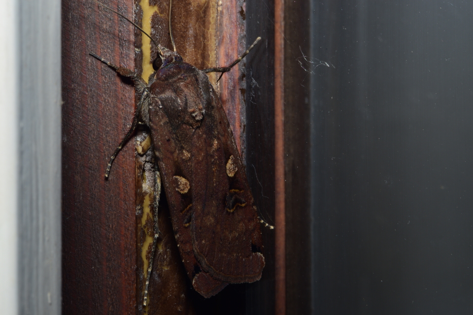 Noctua pronuba - nagy sárgafűbagoly